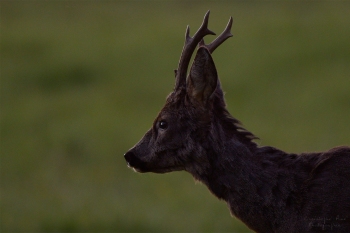 7SerieTN-printemps-Chevreuil