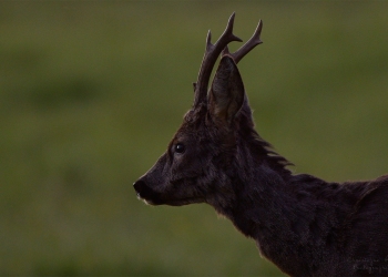 7SerieTN-printemps-Chevreuil