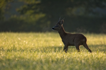 8SerieTN-printemps-Chevreuil