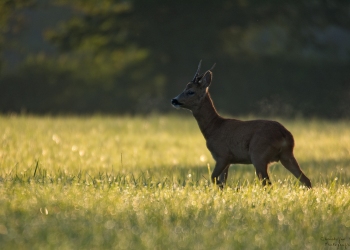 8SerieTN-printemps-Chevreuil