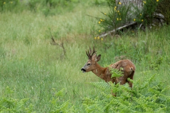 9SerieTN-printemps-Chevreuil