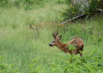 9SerieTN-printemps-Chevreuil
