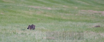 Rencontre Chat forestier-lièvre