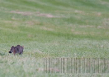 Rencontre Chat forestier-lièvre