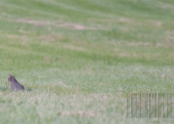 Rencontre Chat forestier-lièvre