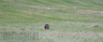 Rencontre Chat forestier-lièvre