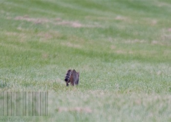 Rencontre Chat forestier-lièvre