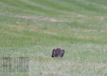 Rencontre Chat forestier-lièvre