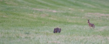 Rencontre Chat forestier-lièvre