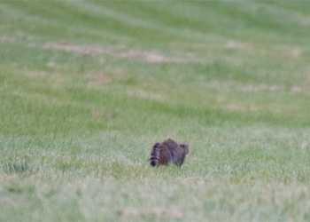 Rencontre Chat forestier-lièvre