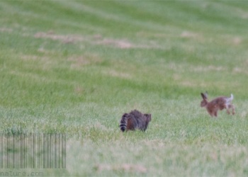 Rencontre Chat forestier-lièvre