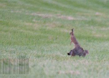 Rencontre Chat forestier-lièvre