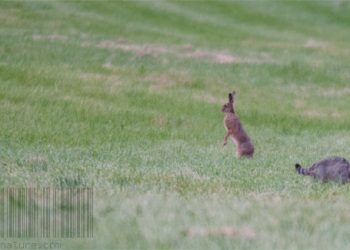 Rencontre Chat forestier-lièvre