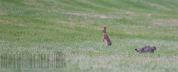 Rencontre Chat forestier-lièvre