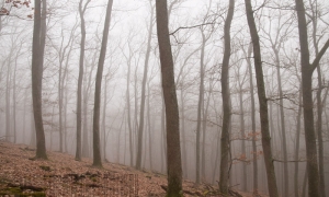 Meneser en forêt de Tronçais, janvier 2012