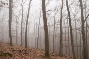 Meneser en forêt de Tronçais, janvier 2012