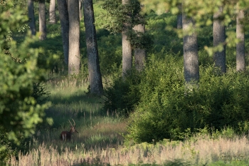 Troncais-Nature-2019-Ambiance-Futaies
