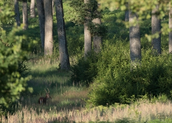 Troncais-Nature-2019-Ambiance-Futaies