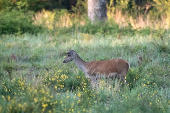 Troncais-Nature-2019-Biche1