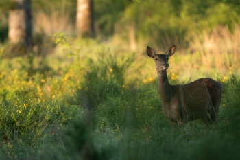 Troncais-Nature-2019-Biche2