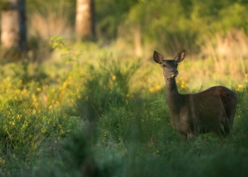 Troncais-Nature-2019-Biche2