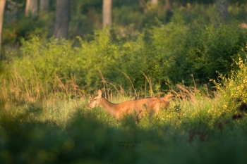 Troncais-Nature-2019-Bichebis