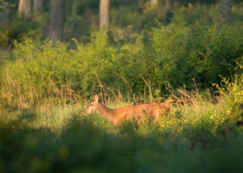 Troncais-Nature-2019-Bichebis