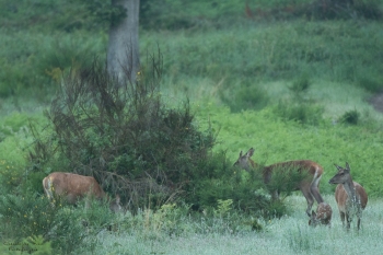 Troncais-Nature-2019-Faon-Maman-2019