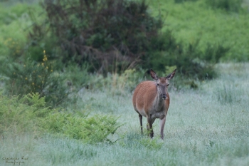 Troncais-Nature-2019-Future-Maman