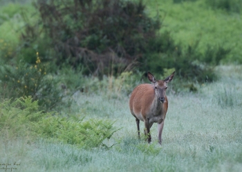 Troncais-Nature-2019-Future-Maman