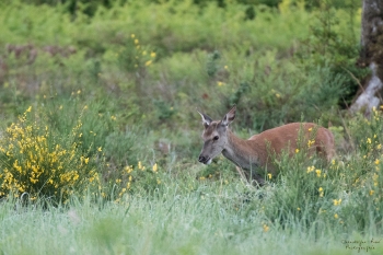 Troncais-Nature-2019-Here