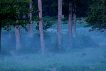 Troncais-Nature-2019-Le-jour-se-leve