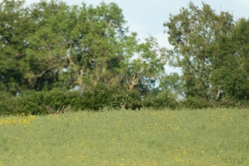 Troncais-Nature-2019-VelourEte