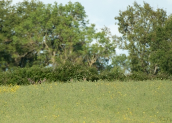 Troncais-Nature-2019-VelourEte
