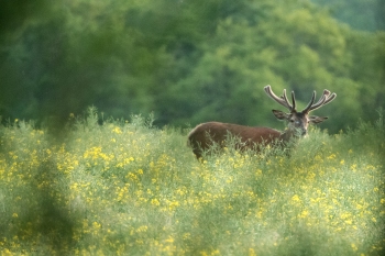 Troncais-Nature-2019-Velours-Colza