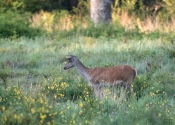 Troncais-Nature-2019-Biche1