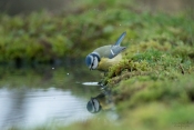 La Mésange bleue se mire