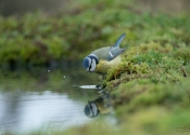 La Mésange bleue se mire La Mésange bleue se mire