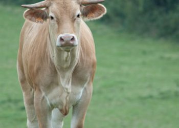 Empreinte rurale, ambiances, regards...