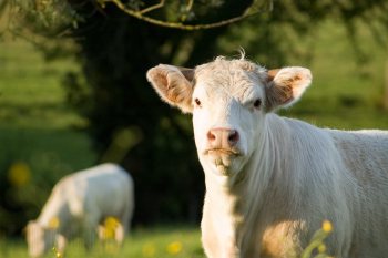 Empreinte rurale, ambiances, regards...