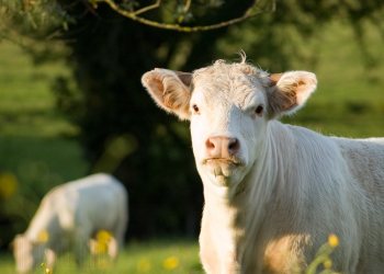 Empreinte rurale, ambiances, regards...