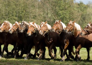 Empreinte rurale, ambiances, regards...