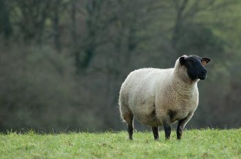 Empreinte rurale, ambiances, regards...