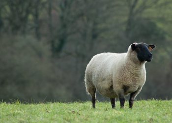 Empreinte rurale, ambiances, regards...