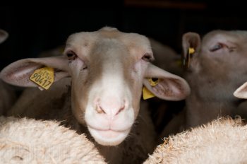 Empreinte rurale, ambiances, regards...