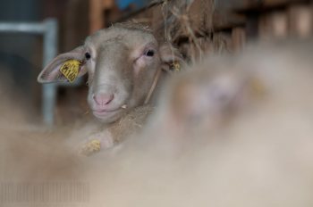 Empreinte rurale, ambiances, regards...