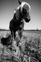 Empreinte rurale, ambiances, regards...