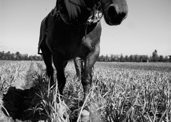 Empreinte rurale, ambiances, regards...