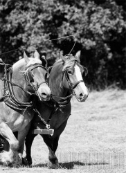 Empreinte rurale, ambiances, regards...