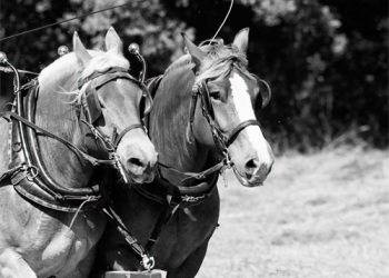 Empreinte rurale, ambiances, regards...